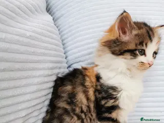 Mixed Breed cats 2 GIRLS LEFT! Maine Coon Kittens - Advert 4