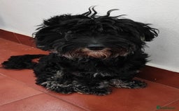 Miniature Dachshund dogs for adoption: Digby Dachshund Maltese Cross, aged 2 - Image 2