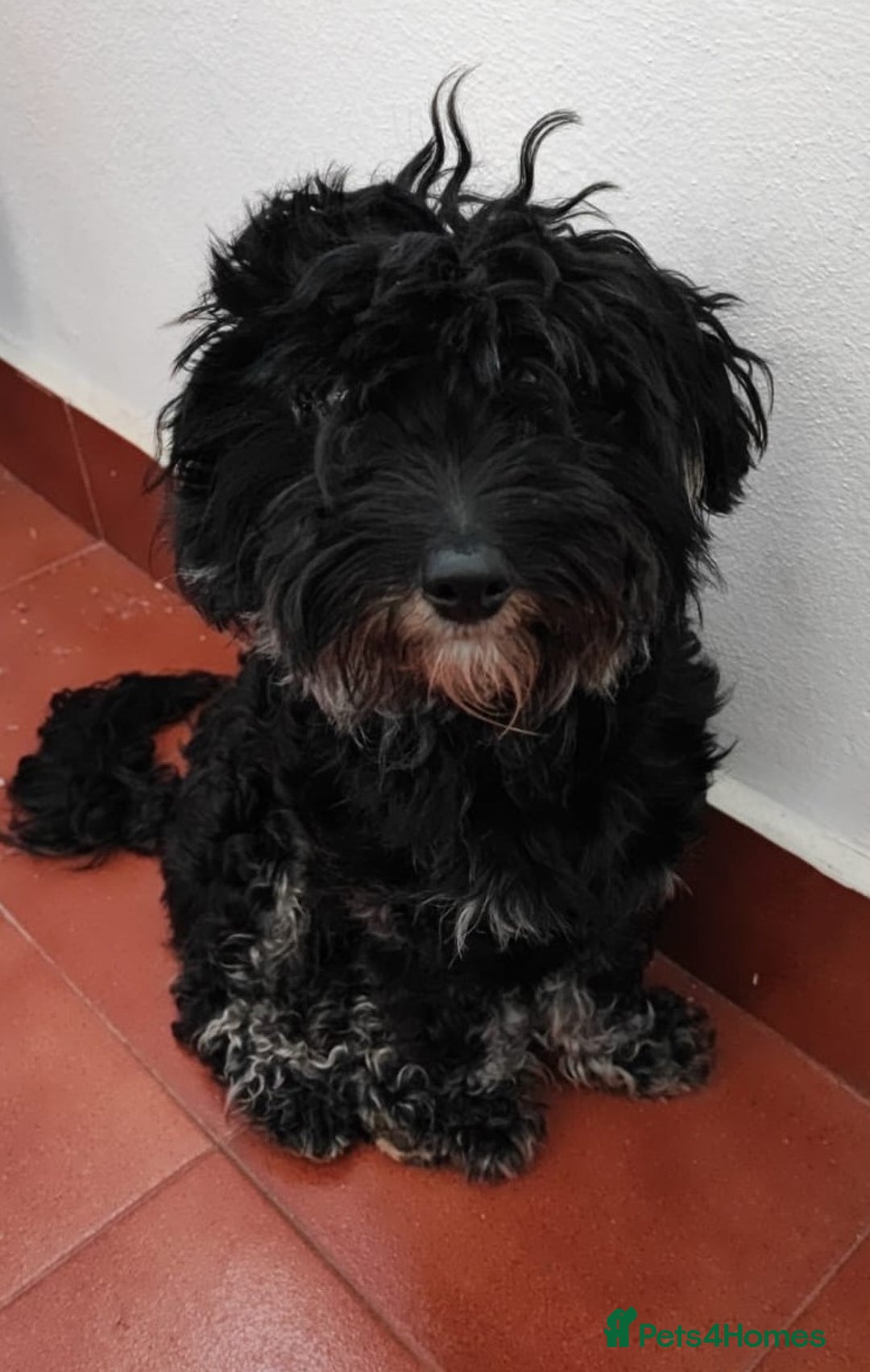 Miniature Dachshund dogs for adoption: Digby Dachshund Maltese Cross, aged 2 - Image 2