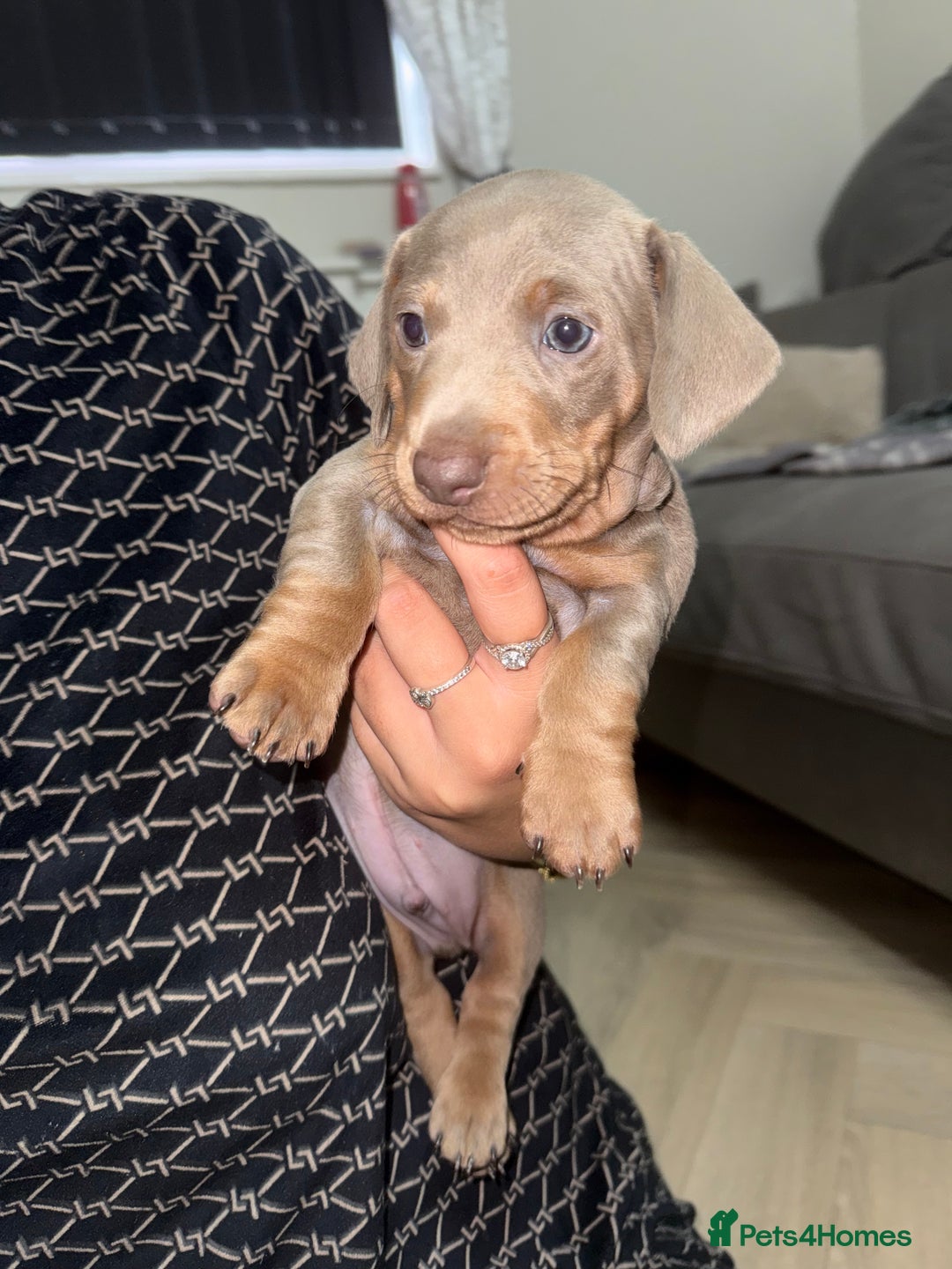 Miniature Dachshund dogs for sale: 2 miniature dachshunds - Image 1