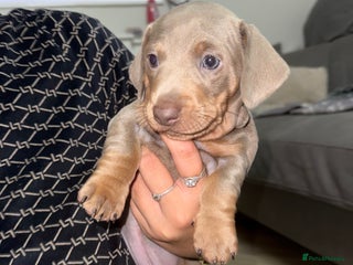 Miniature Dachshund dogs - Advert 18