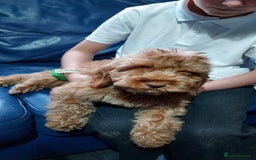 Cockapoo dogs for sale: Gorgeous F1 Cockapoo Pups Ready For You - Image 5