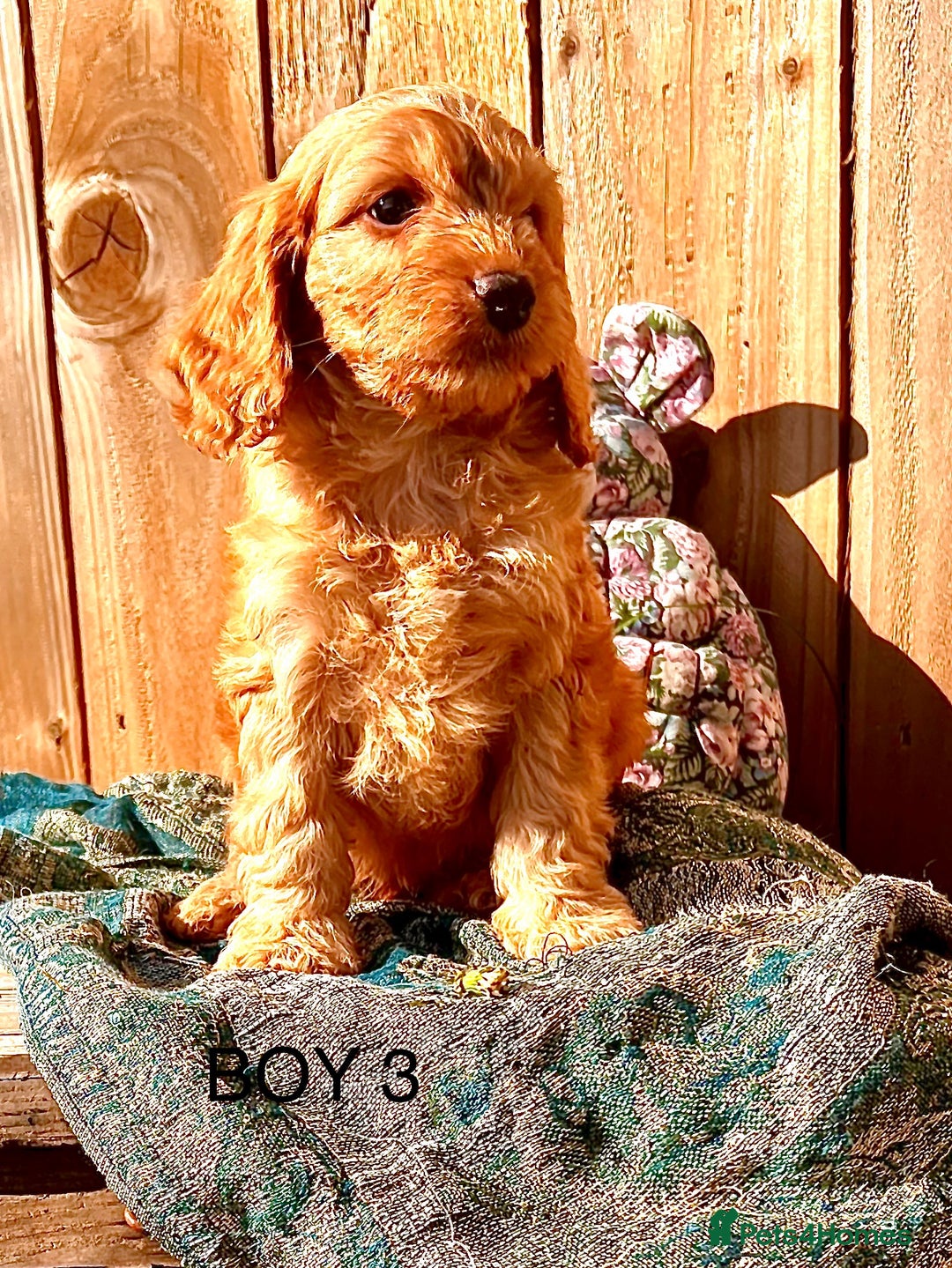 Cockapoo dogs for sale: Quality F1 Cockapoo Puppies  - Image 17
