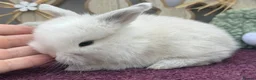 Mini Lop rabbits for sale: Mini lop boys and girls  - Advert 22