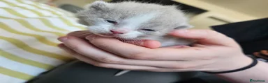 British Shorthair Kitten 1