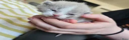 British Shorthair cats for sale: Beautiful British Shorthair Kittens - Advert 6