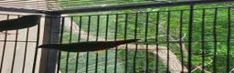 Parrots birds for sale: Talkative and Playful Parrot Available in Worcester - Advert 5