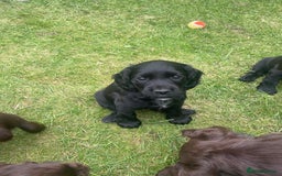 Cocker Spaniel dogs for sale: Kc reg cocker spaniel  - Image 4