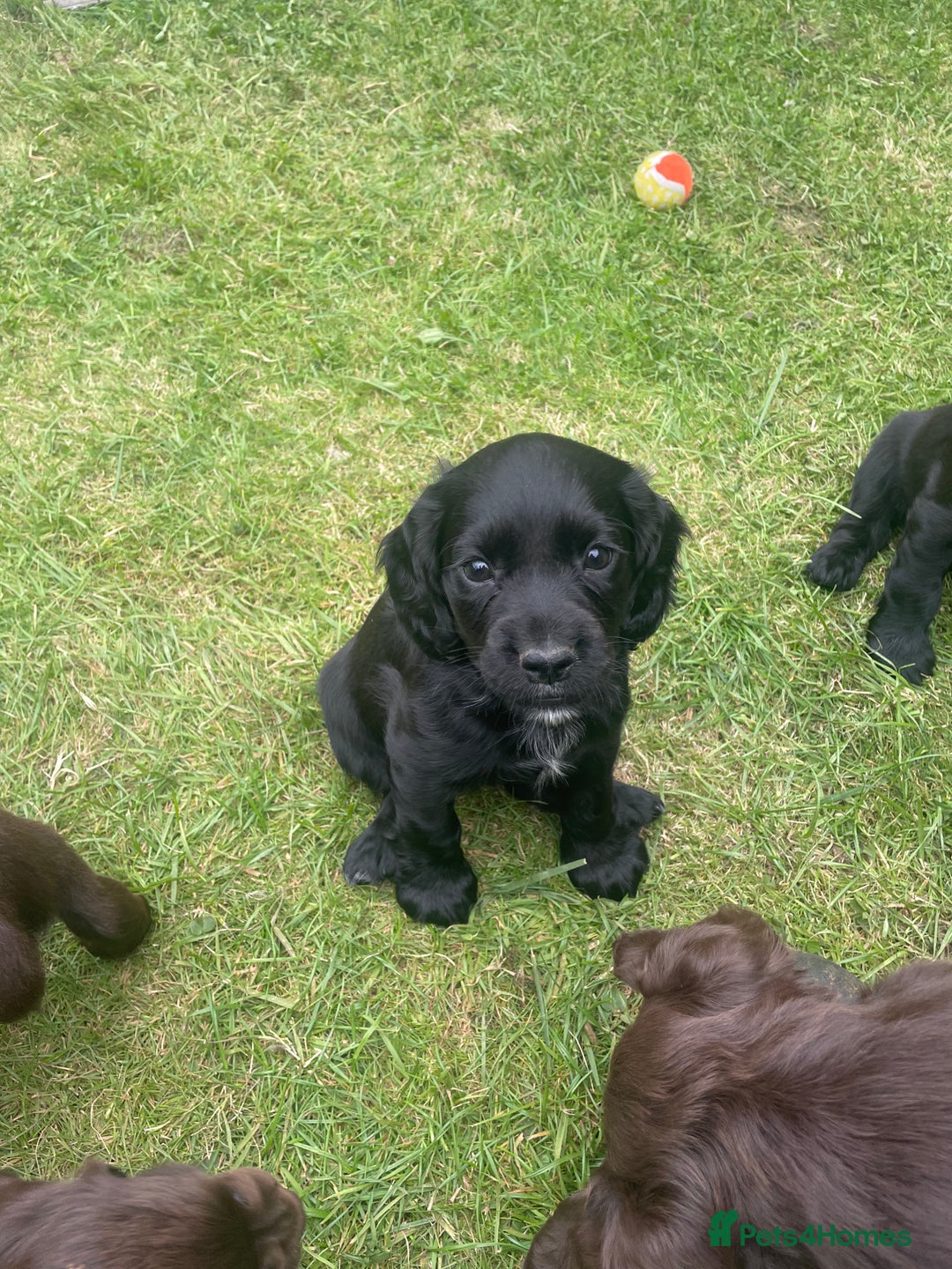 Cocker Spaniel dogs for sale: Kc reg cocker spaniel  - Image 4