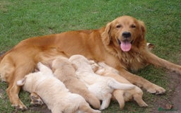 Golden Retriever dogs for sale: GOLDEN RETRIVER PUPPIES LOOKING FOR NEW HOMES - Image 4