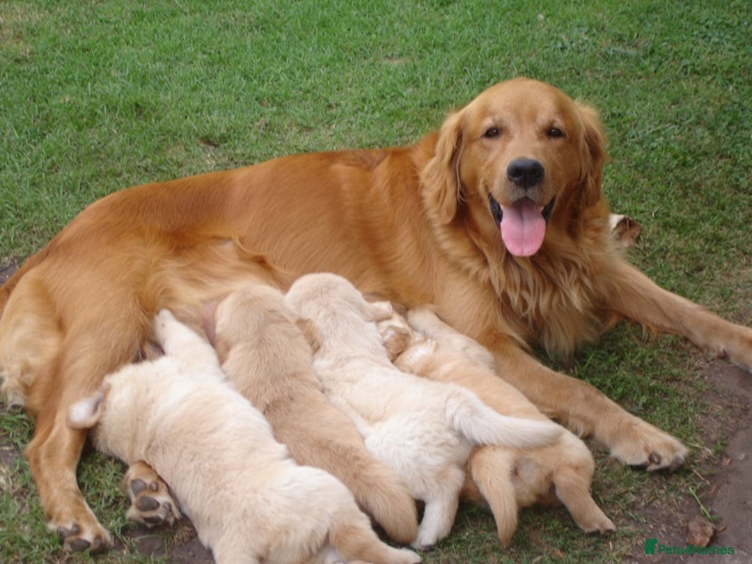 Golden Retriever dogs for sale: GOLDEN RETRIVER PUPPIES LOOKING FOR NEW HOMES - Image 4