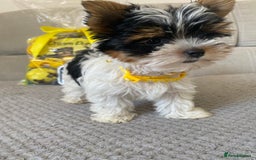 Yorkshire Terrier dogs for sale: Beautiful very small xxxs Biewer Yorkshire Terrier - Image 7