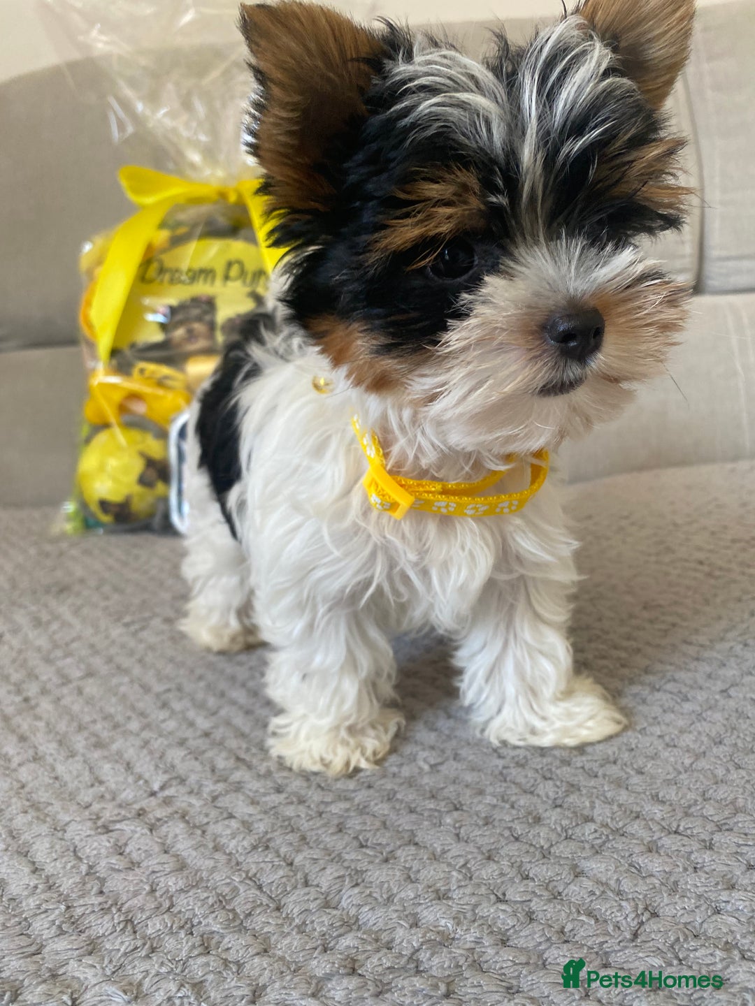 Yorkshire Terrier dogs for sale: Beautiful very small xxxs Biewer Yorkshire Terrier - Image 7