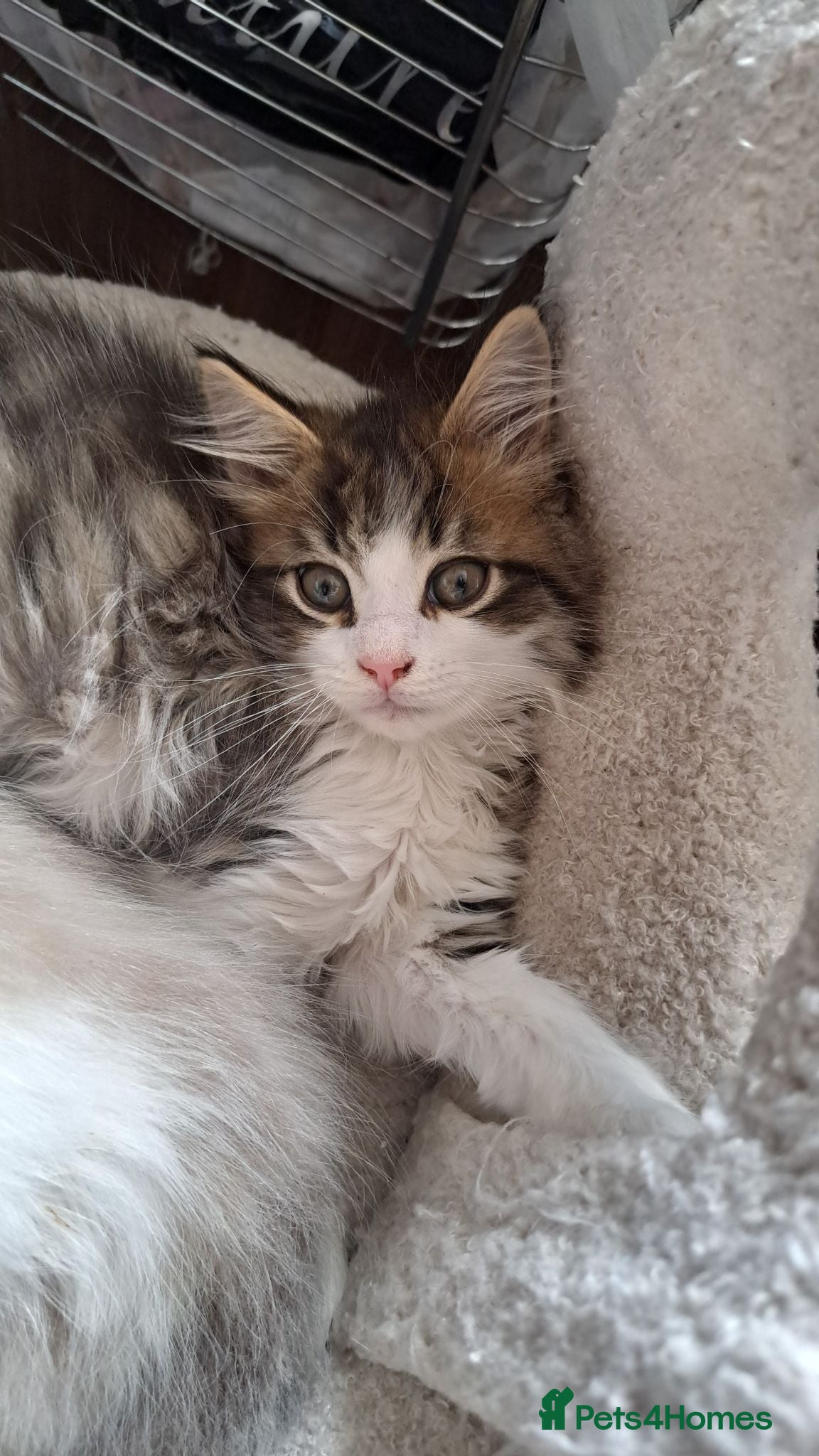 Mixed Breed cats 2 beautiful mix kittens 🤩Ready now  - Advert 18