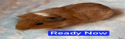 Guinea Pig rodents for sale: Skinny/Guinea Pigs - Advert 2