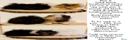 Guinea Pig rodents for sale: 4 pairs of boys and 2 pairs of girls  - Advert 23