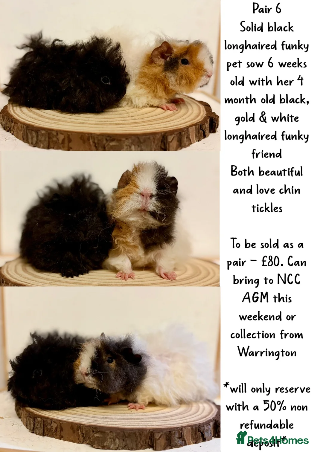 Guinea Pig rodents for sale: 4 pairs of boys and 2 pairs of girls  - Advert 23