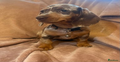 Dachshund dogs - Advert 5