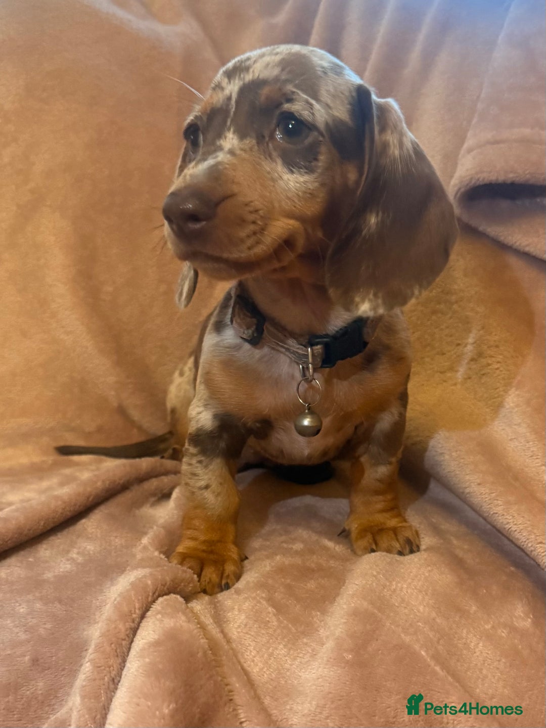 Dachshund dogs for sale: KC one little girl left STANDARD dachshund puppy  - Image 3