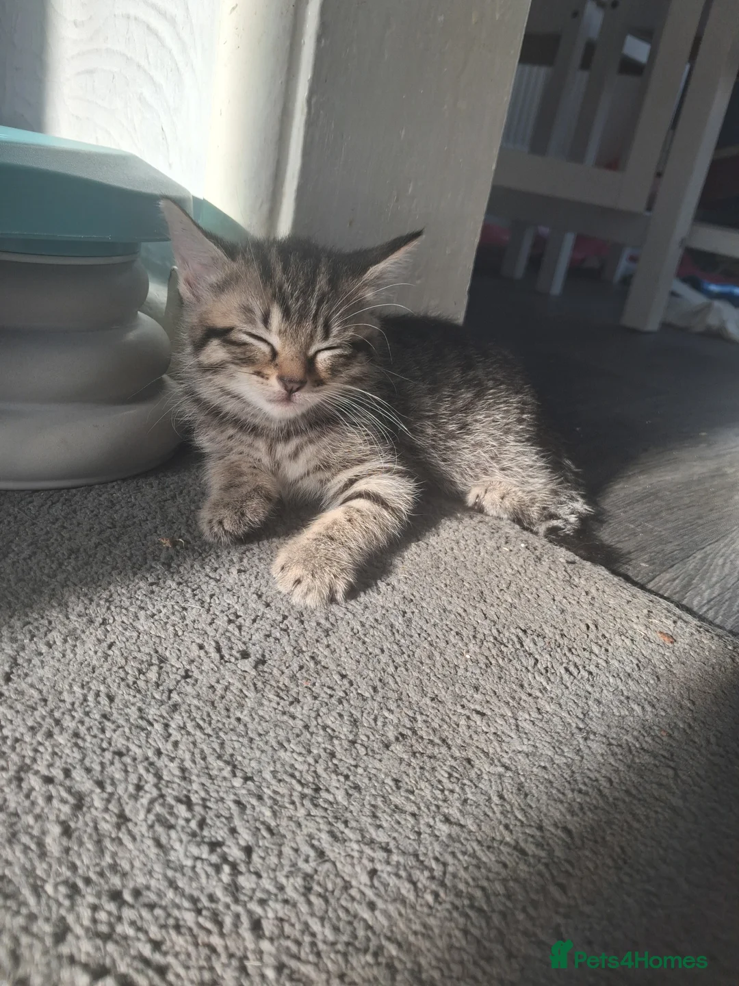 Mixed Breed cats for sale: Gorgeous little of kittens ready to go - Advert 2
