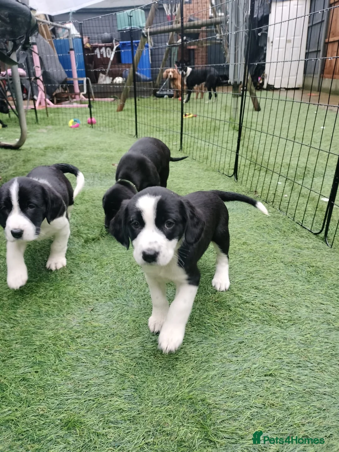Mixed Breed dogs for sale: Cocker Spaniel x Border Collie Pups in Edgware - Advert 7