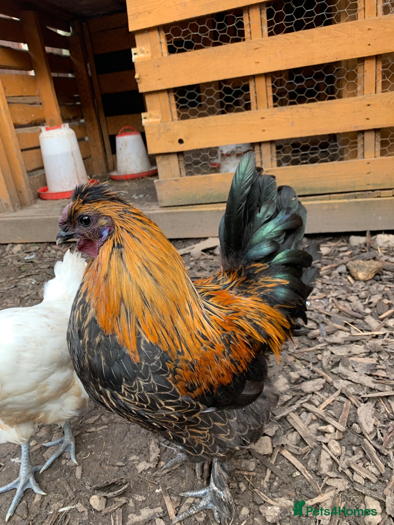 Chickens poultry Auracana mix  - Advert 15