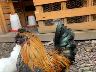 Chickens poultry Auracana mix - Advert 15