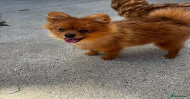 Pomeranian dogs - Advert 2