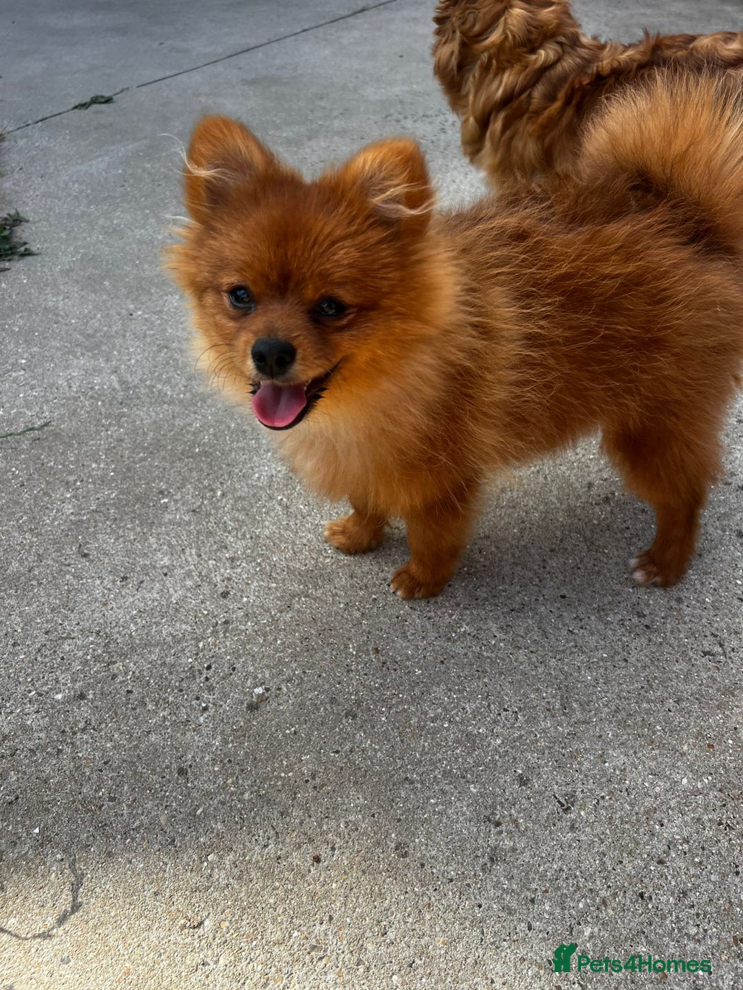 Pomeranian dogs for sale: Beautiful Pomeranian puppies last boy  - Image 3