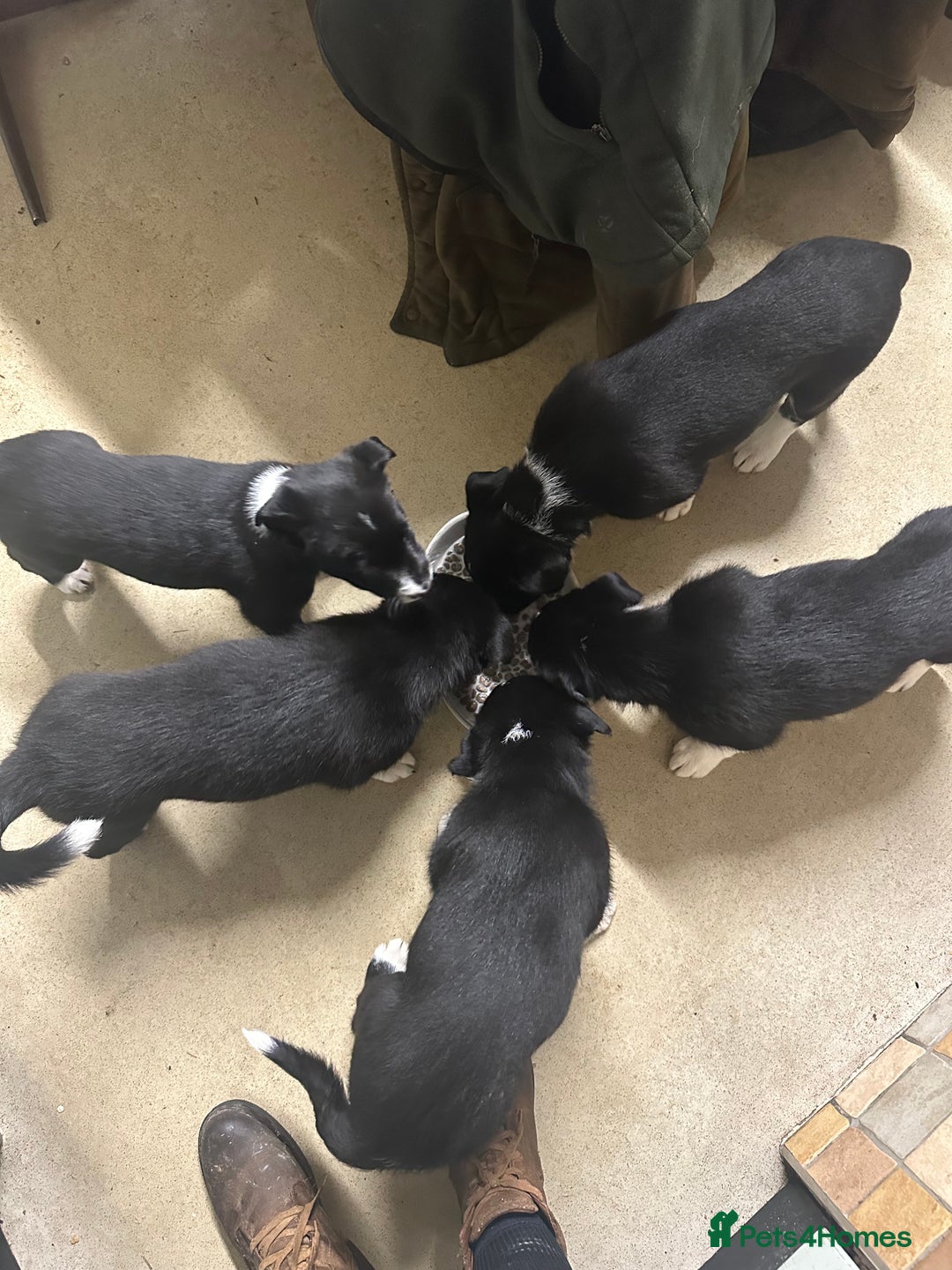 Border Collie dogs for sale: 2 border collie puppies - Advert 5