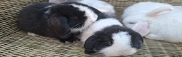 Mini Lop rabbits for sale: Bundles of fluff ready to be reserved  - Advert 15