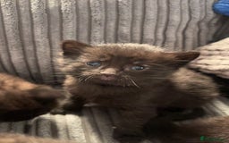 Mixed Breed cats for sale: Beautiful black kittens for sale  - Image 11
