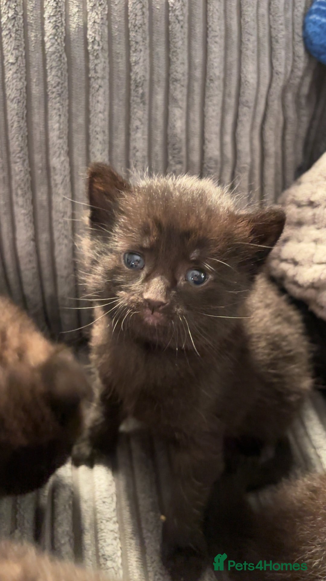 Mixed Breed cats for sale: Beautiful black kittens for sale  - Image 11