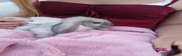 Mini Lop rabbits for sale: Lovely mini lop rabbits ready now - Advert 3