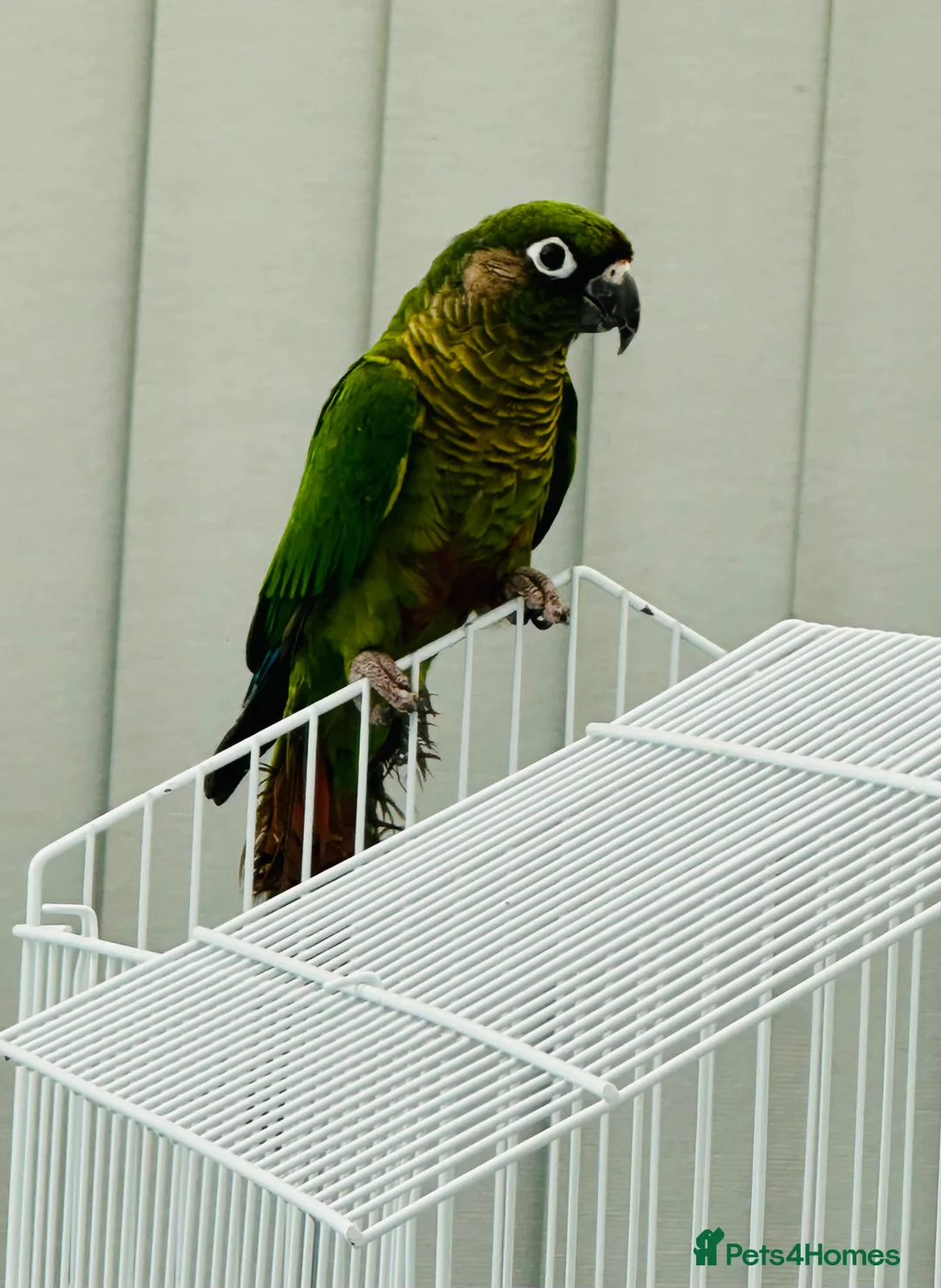 Conures birds for sale: Maroonbellied Breeding Pair  - Advert 8