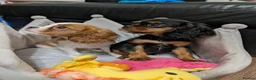 Cavalier King Charles Spaniel dogs for sale: Adorable Cavalier Puppies Ready to Leave - Advert 5