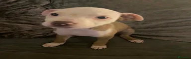 Staffordshire Bull Terrier 2