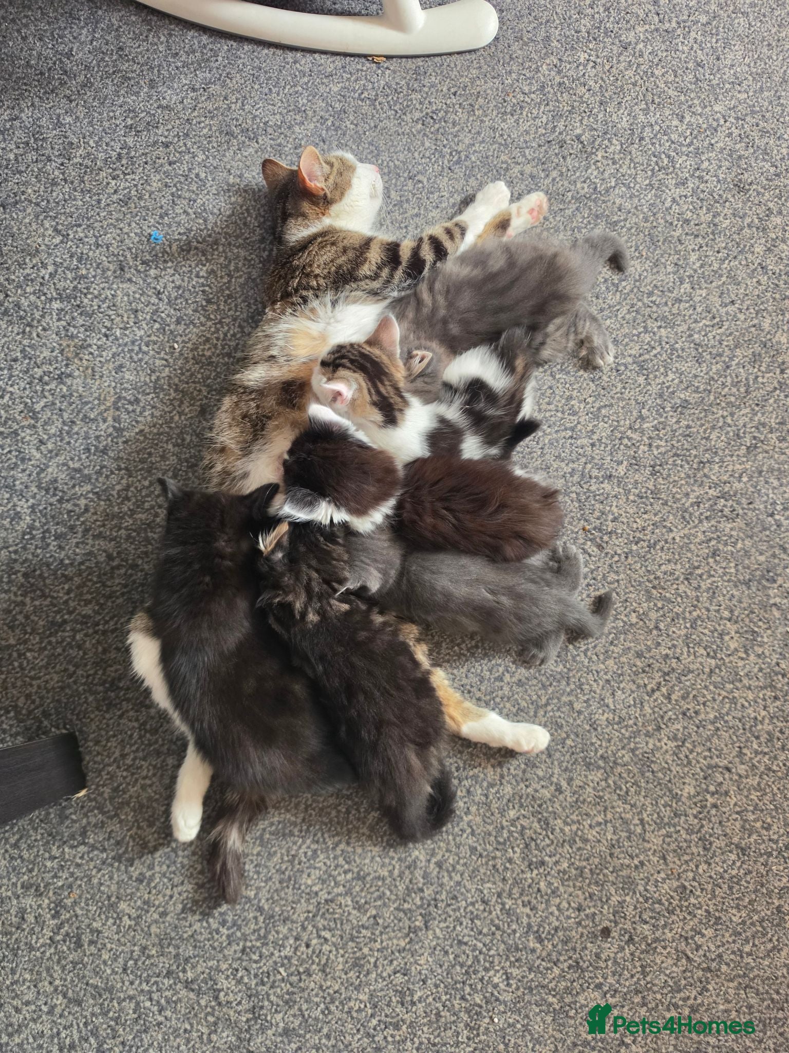 Mixed Breed cats 3 kittens remaining  - Advert 2