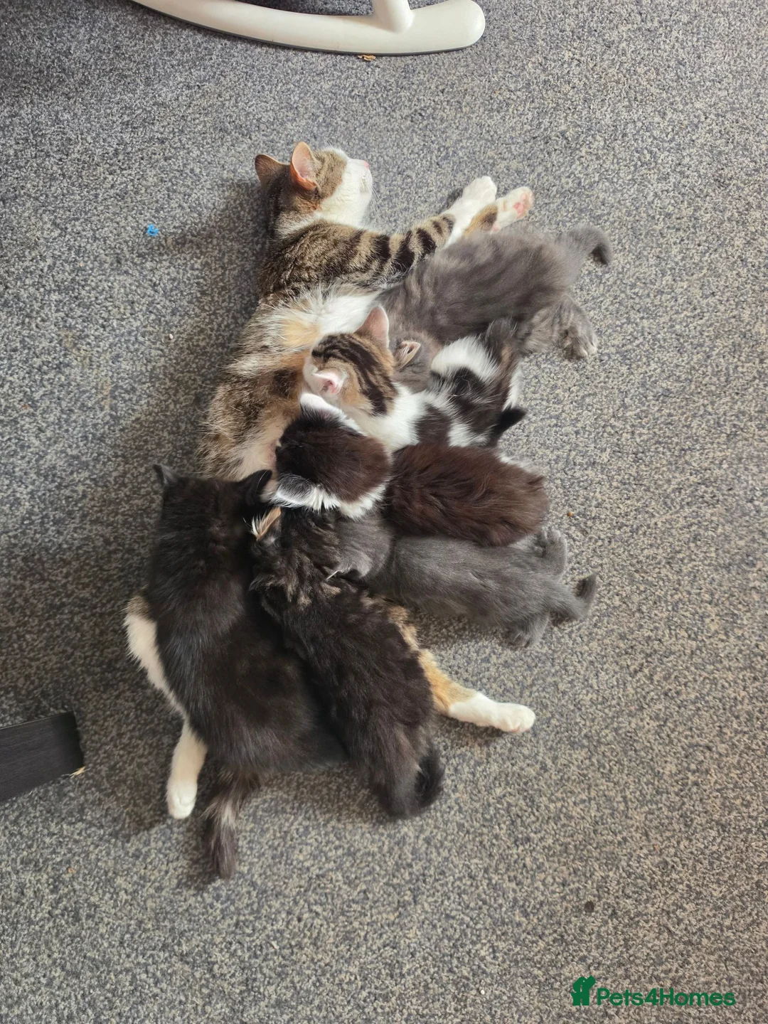Mixed Breed cats for sale: 3 kittens remaining  - Advert 1