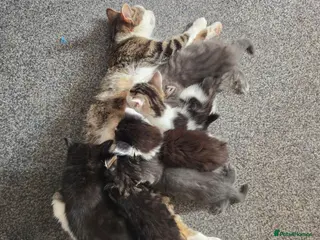 Mixed Breed cats 3 kittens remaining - Advert 2