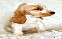 Cocker Spaniel dogs for sale: Golden Roan Full Health Tests Showline KC Reg Pups - Image 33