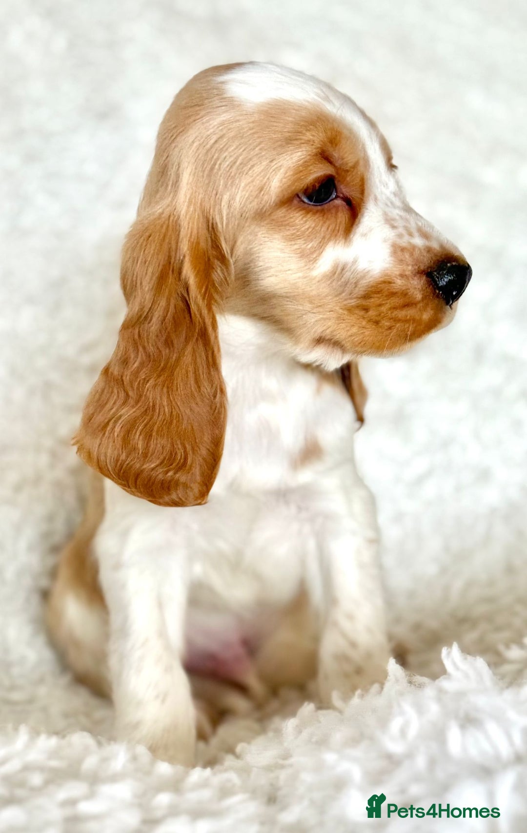 Cocker Spaniel dogs for sale: Golden Roan Full Health Tests Showline KC Reg Pups - Image 33