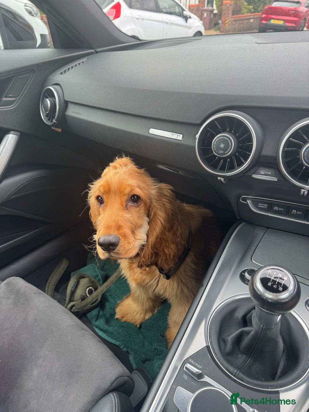 Cocker Spaniel dogs for sale: 7m Cocker Spaniel Puppy - Image 2