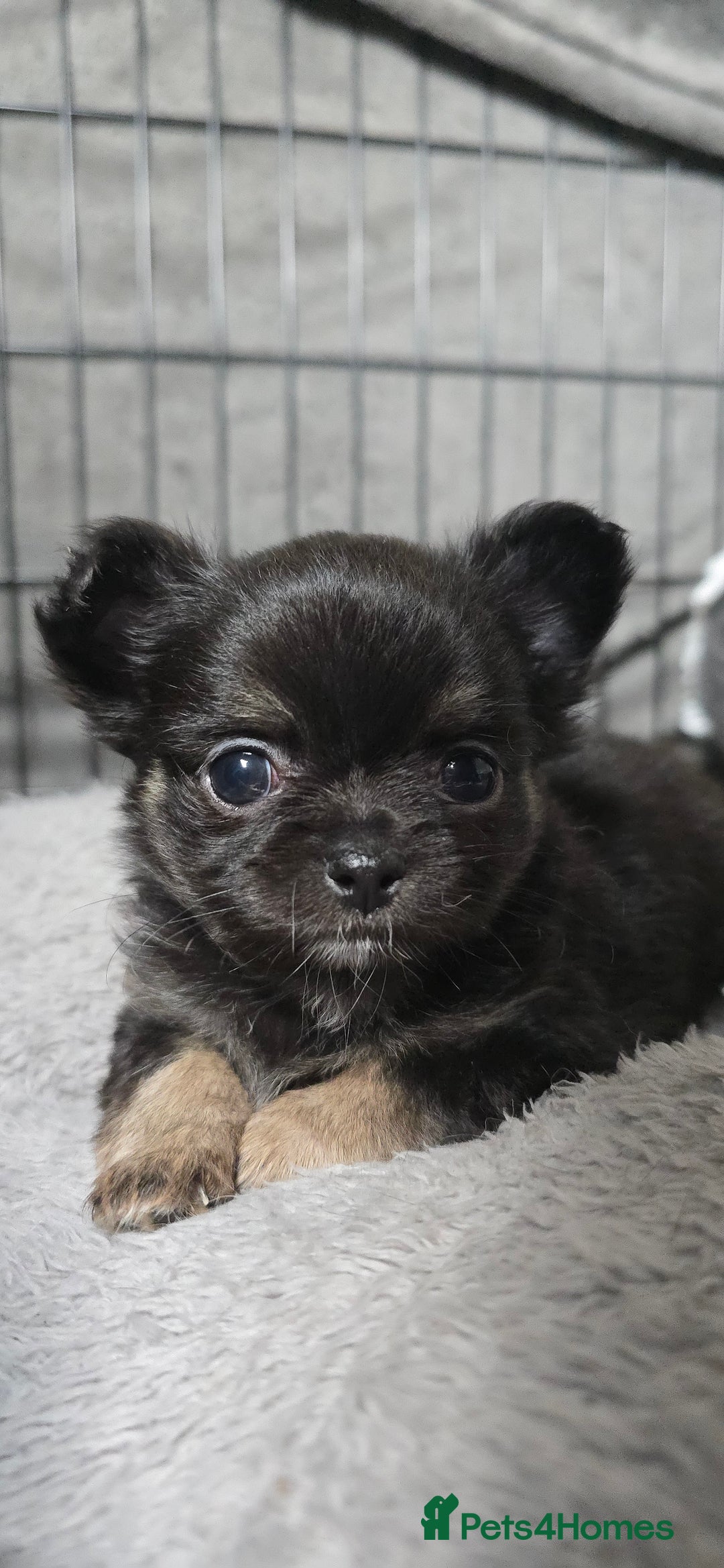 Chihuahua dogs for sale: 2 beautiful boys  - Advert 6