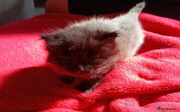 European cats for sale: two long hair kittens - Image 9