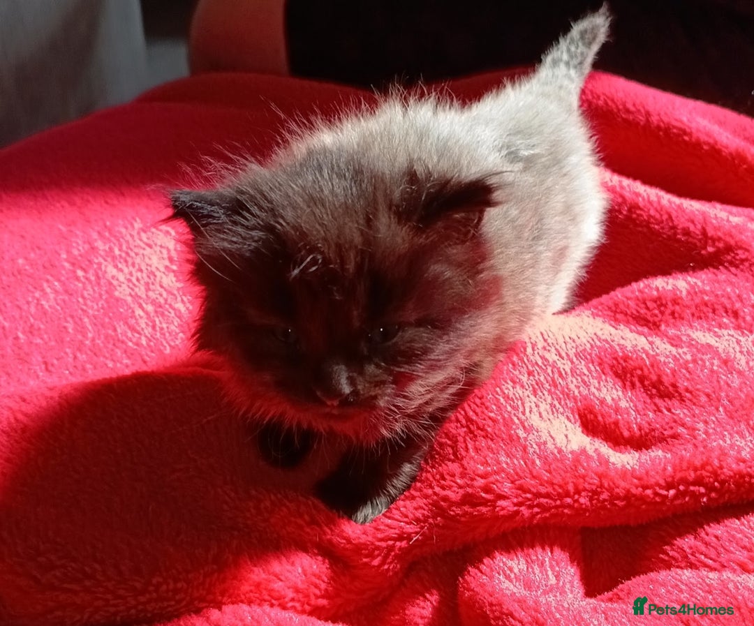 European cats for sale: two long hair kittens - Image 9