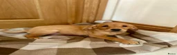Goldador dogs for sale:  ♥️Gorgeous Puppies Ready For Walks ♥️ - Advert 18