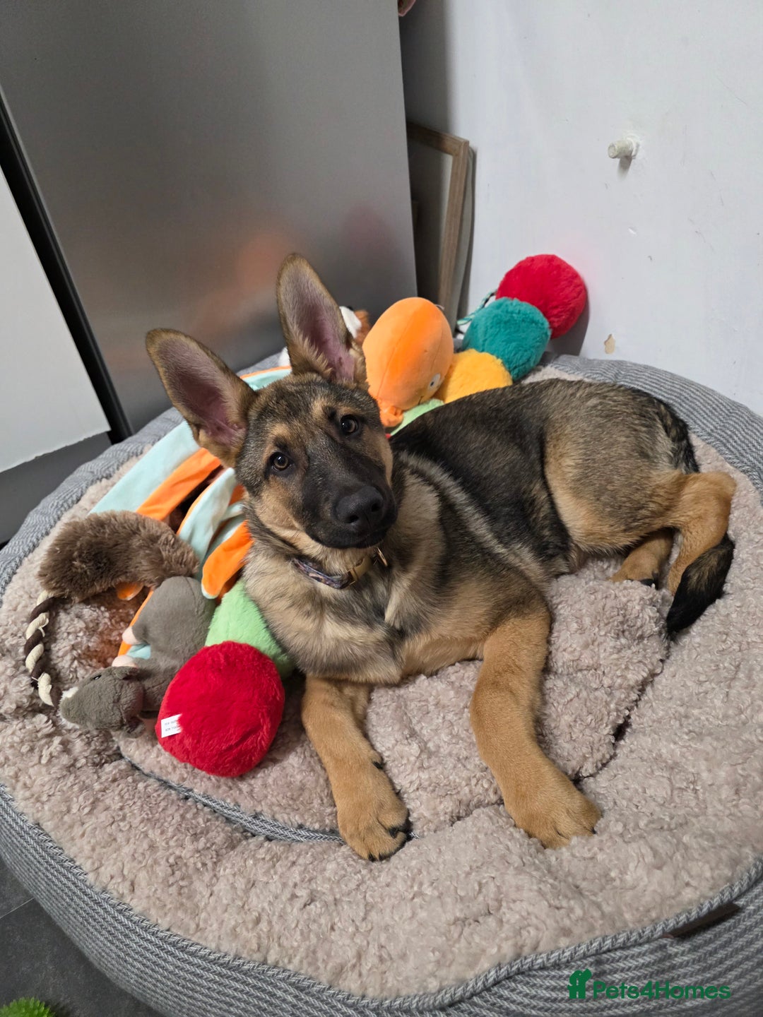 German Shepherd dogs for sale: German Shepherd - Advert 1