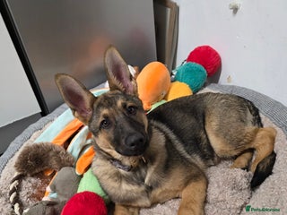 German Shepherd dogs German Shepherd - Advert 1