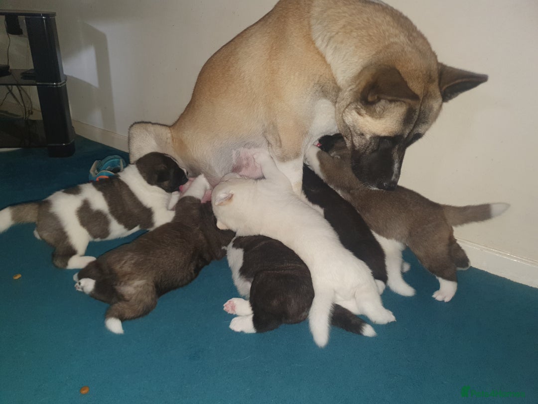Akita dogs for sale: 7 absolutely gorgeous American Akita pups - Image 3